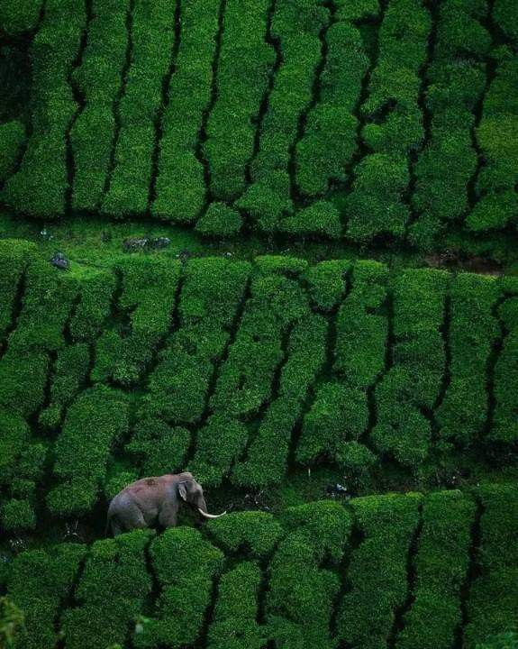Holivo Holidays team Munnar office