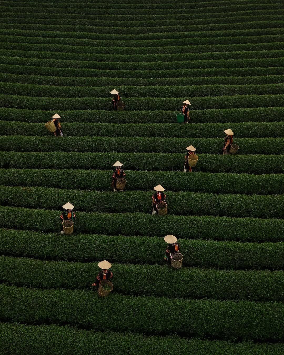 Munnar tea gardens Kerala landscape