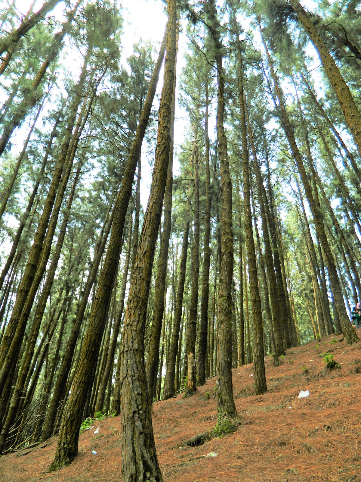 Vagamon-4